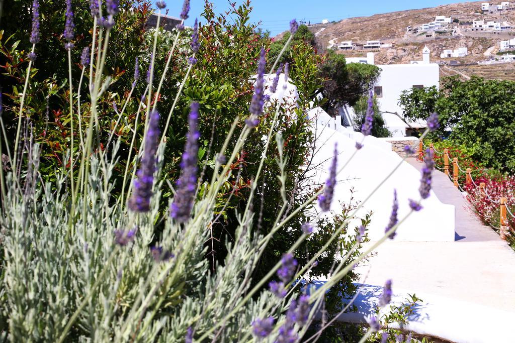 Hotel Aelia Mykonos Ornos  Zewnętrze zdjęcie